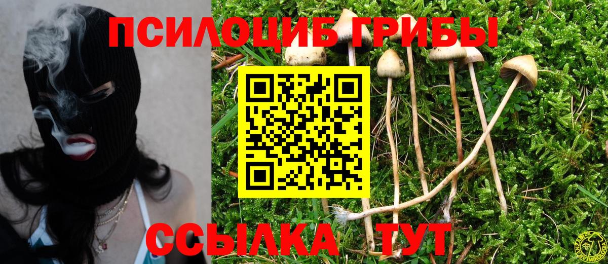 Псилоцибиновые грибы Cubensis  Вход с VPN  Белово 